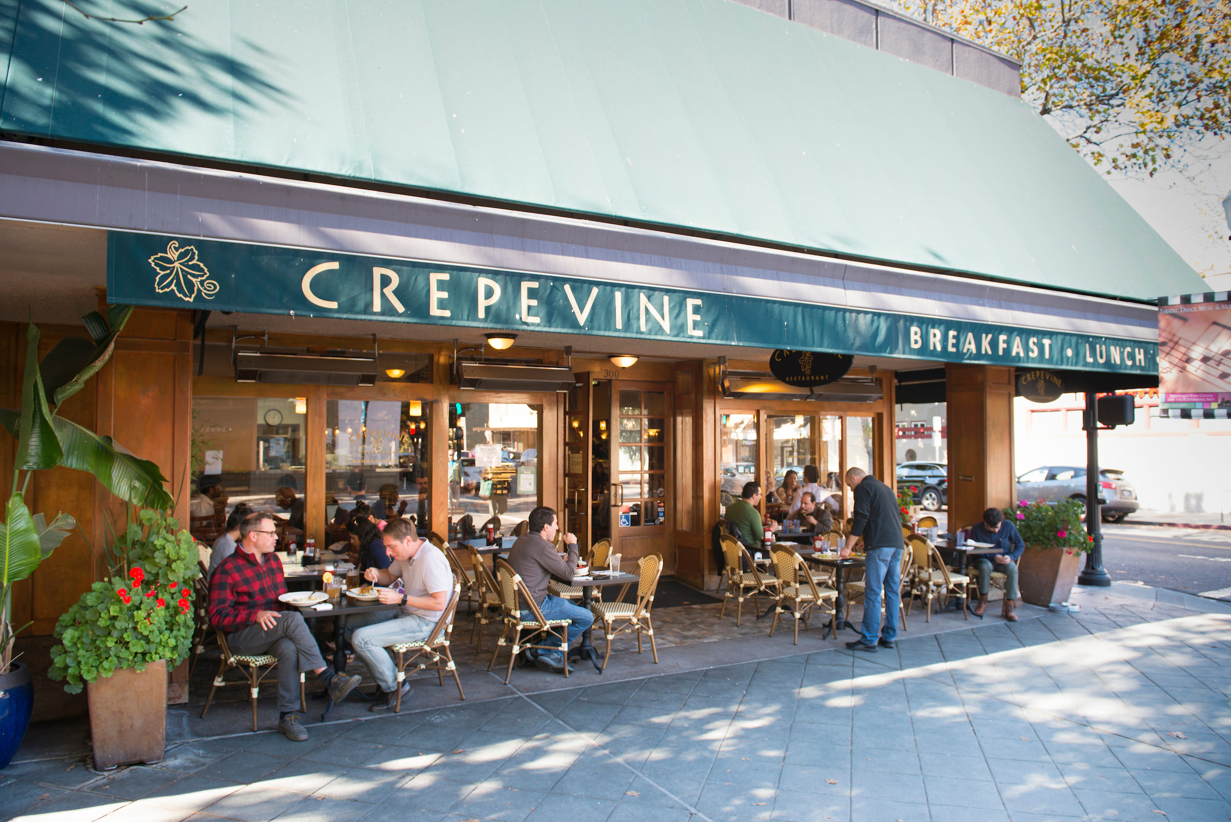 Crepevine